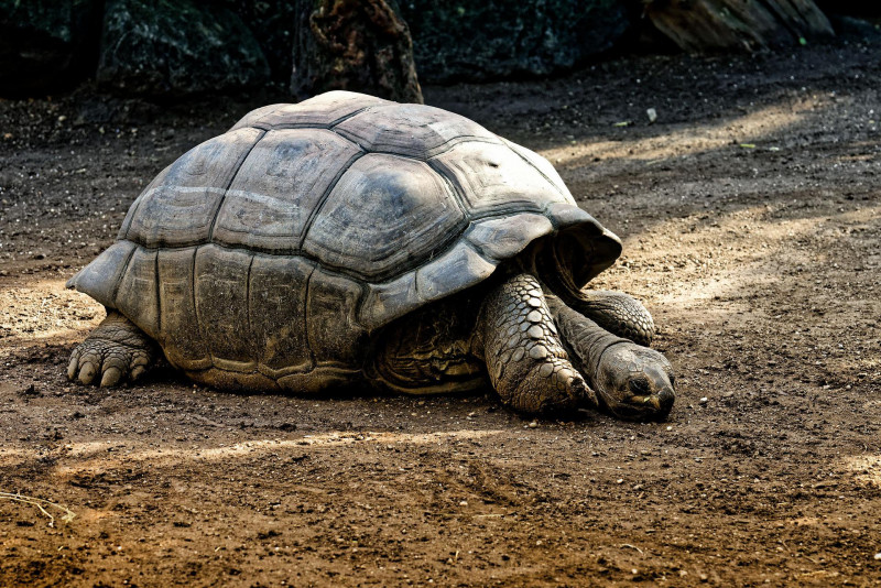 Ecuador investigates killing of four Galapagos giant tortoises