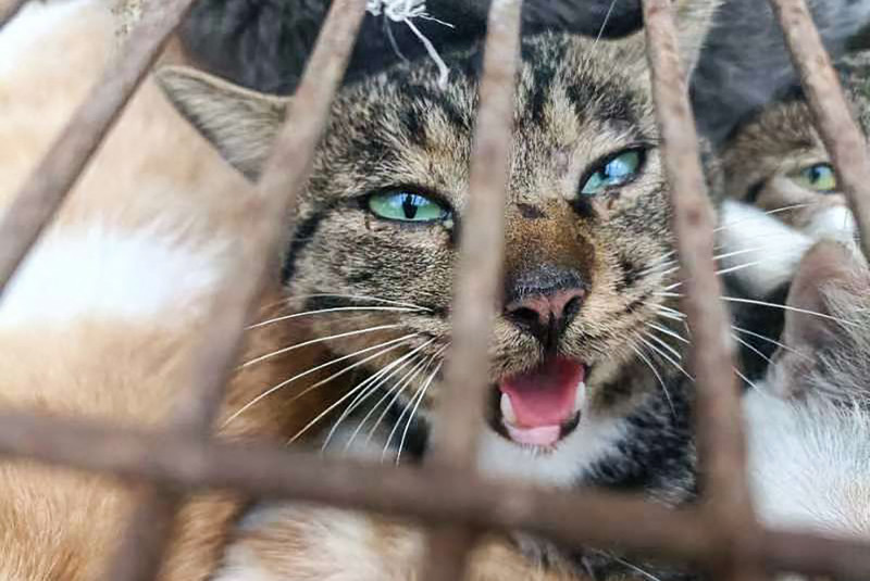 Chinese cops rescue 150 cats headed for dinner tables