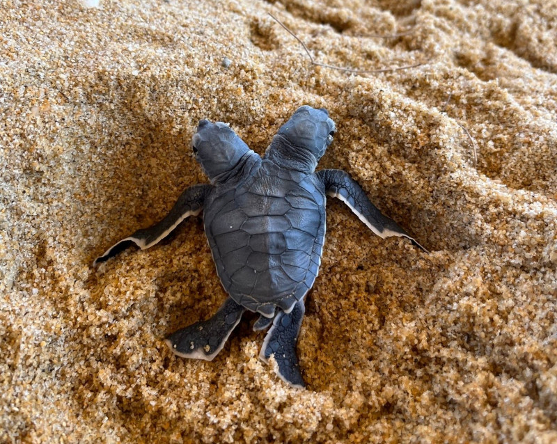 Volunteers discover ‘miracle’ two-headed sea turtle hatchling in T’ganu