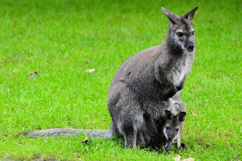 ‘Pet kangaroo’ suspected of killing Australian man