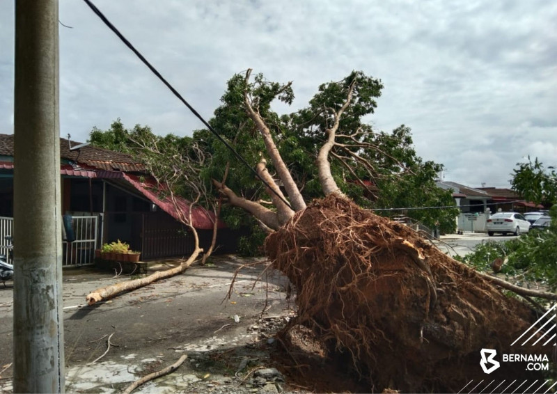 Violent 4am storm topples tree in Melaka, crushing homestay