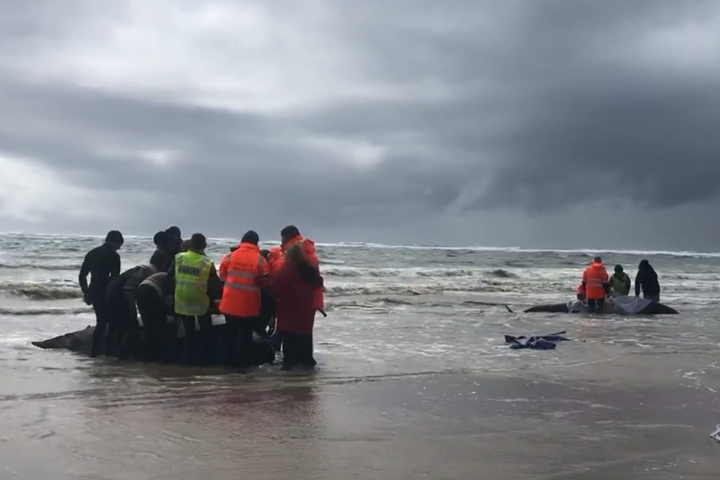 Race to save almost 50 pilot whales after same number die in mass stranding  on WA beach, Whales