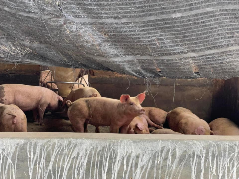 S’gor pinpoints eight pig farms as source of Tg Sepat water, odour pollution