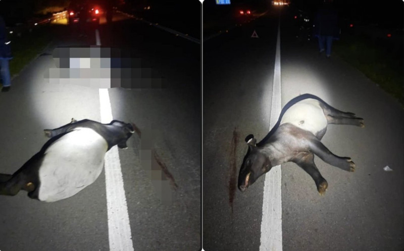 Motorcyclist dies after hitting tapir