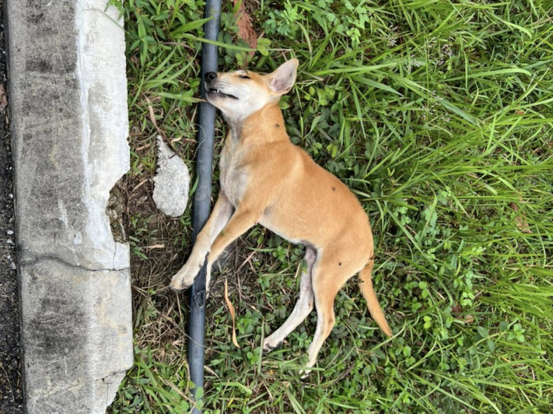 Animal rescuer decries ‘poisoning’ of stray dogs in Cyberjaya