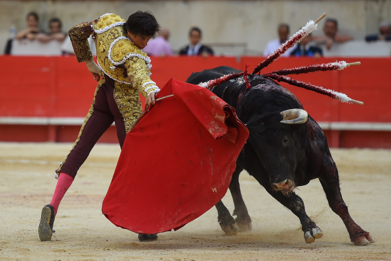 French MPs mull banning bullfighting