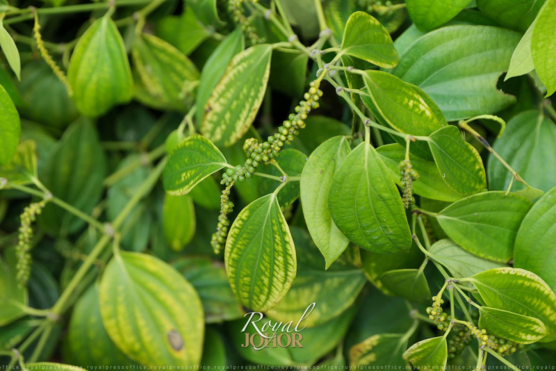 Johor to patent gambier, pepper motifs as exclusive copyright