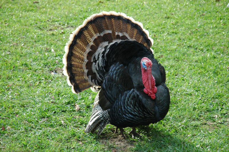 M’sian authorities in talks with US for avian flu-free poultry imports zone