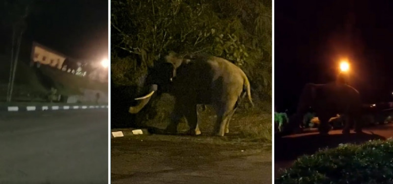 Lost elephant found in Kluang Prison compound: Johor Perhilitan