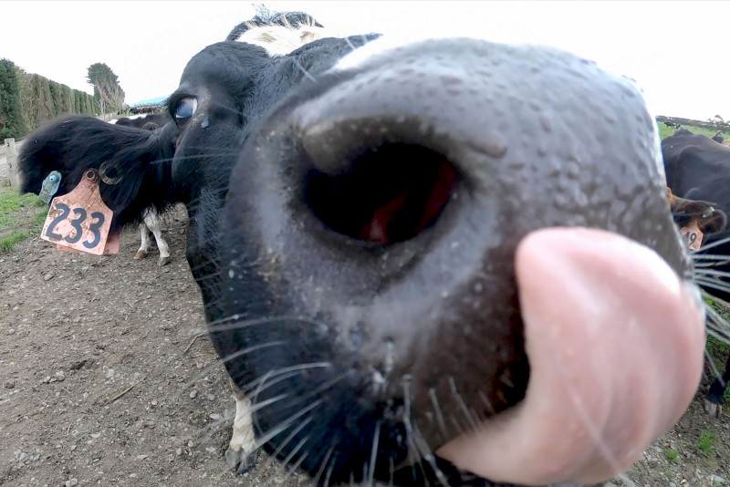 New Zealand’s amended cow burp tax plans still stink, say farmers