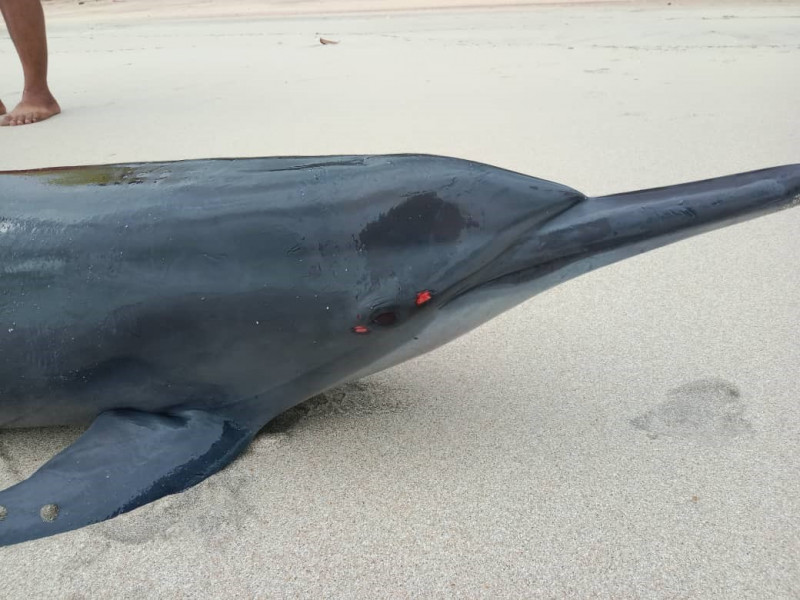 Fisheries Dept rescues dolphin beached at Mersing
