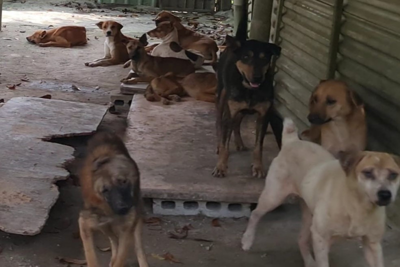 Don’t blame municipal council for dogs’ condition: rescuers