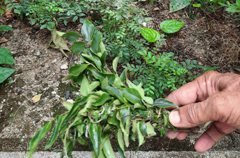 As even curry leaves’ prices surge, CAP urges public to grow own greens