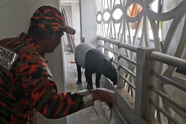 Trespassing tapir surprises Melaka hotel staff