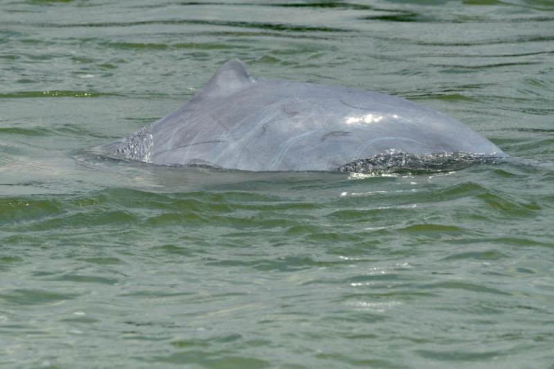 Cambodian leader orders Mekong safe zones to save rare dolphins