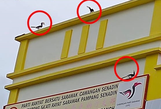 Hornbills perching on Senadin SUPP building good omen, says rep