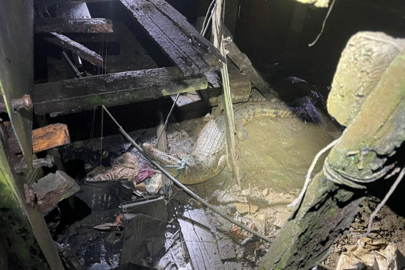 Fire Dept, villagers catch 10ft-long croc under Kg Tabuan Hilir house