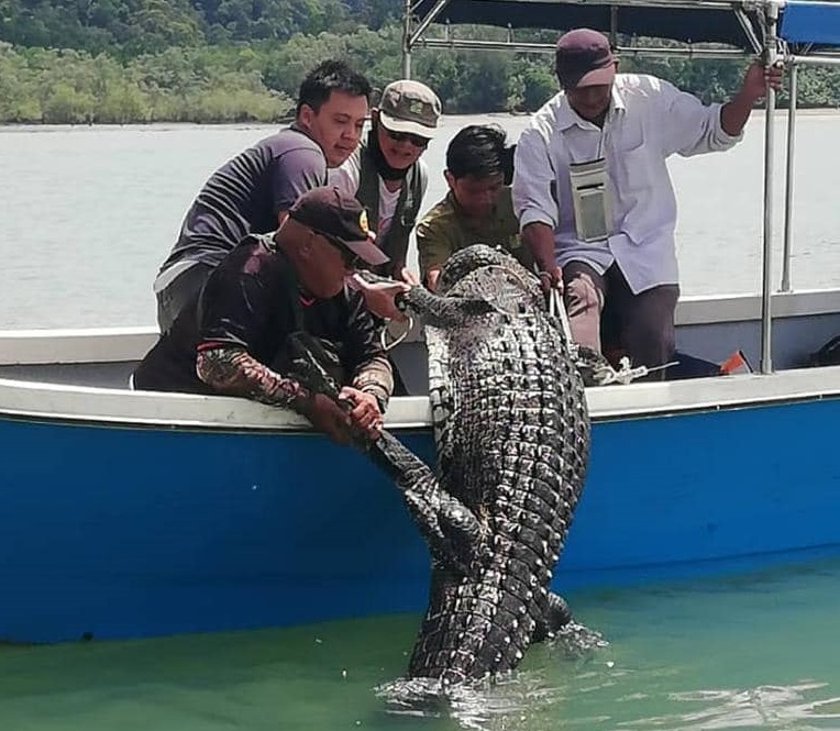 12ft, 150kg male crocodile found dead near Bako National Park