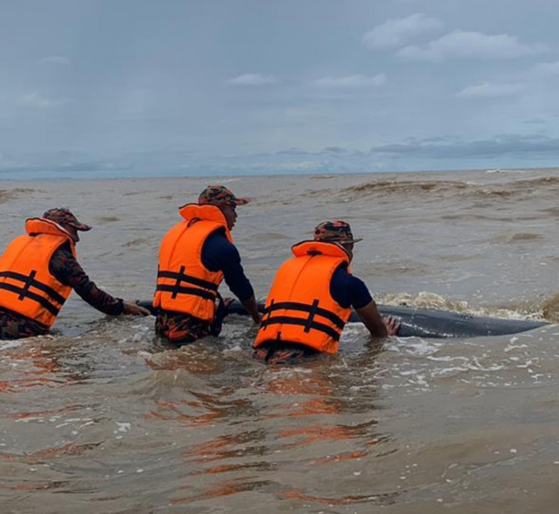Authorities rescue whale beached on northern S’wak coast