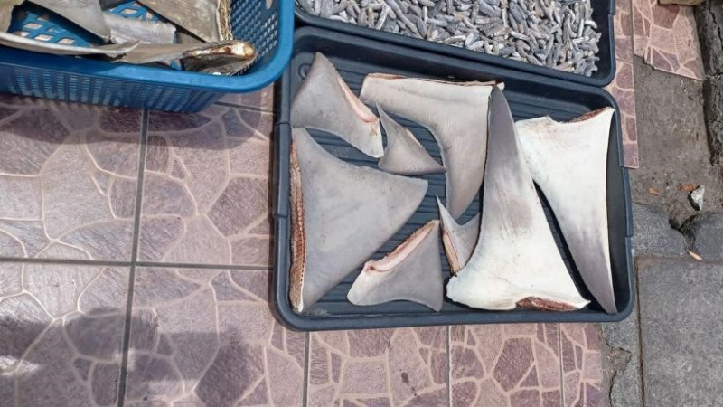 Shocking discovery: dried shark meat, fins on display in Kota Kinabalu shop