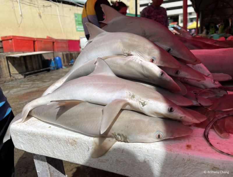 ‘Non-selective trawling could spell end of Sabah’s sharks, rays’