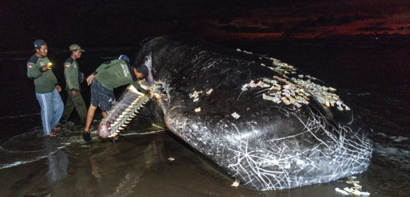 Third massive whale in month beaches itself, dies in Bali