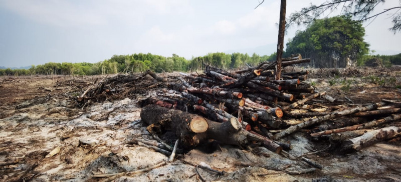 Conservationist to launch petition drive to protect Langkawi’s mangrove land