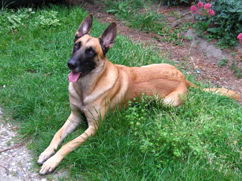 Man gets a month’s jail after pet dog seriously hurts woman