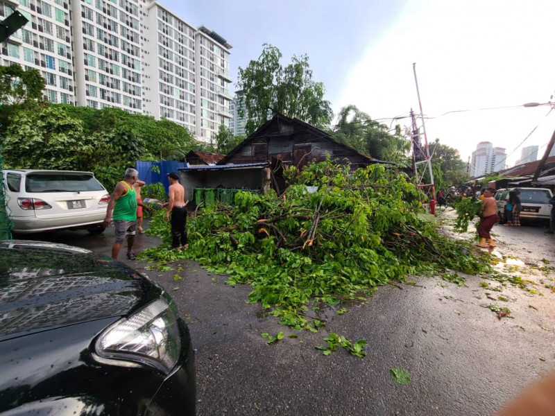 90-year-old saved by public after tree falls on house 