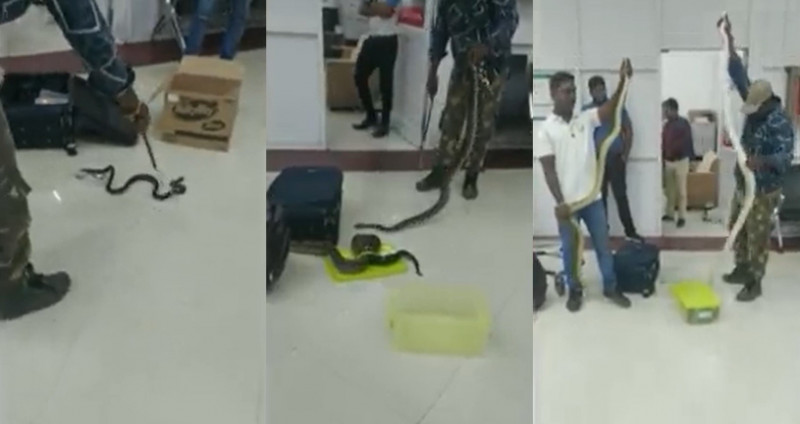 Hiss-terical: KL-Chennai snake smuggling baffles netizens
