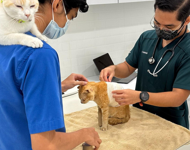 ‘Oyen’ saved from Elmina crash site not up for adoption: vet
