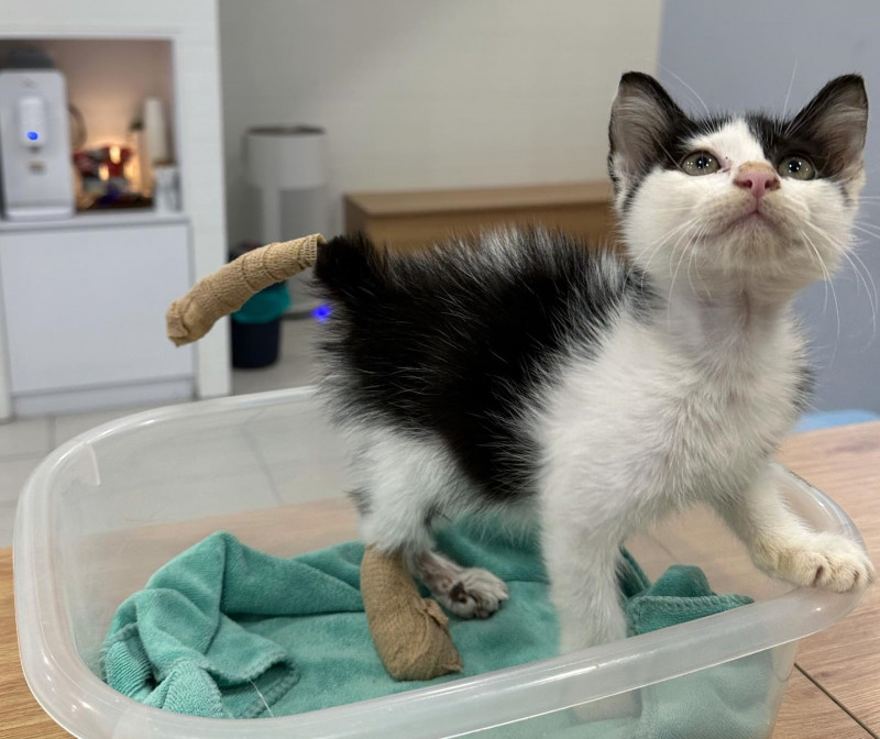 Oyen’s vet shines light on another unfortunate stray ‘Adik MRT’