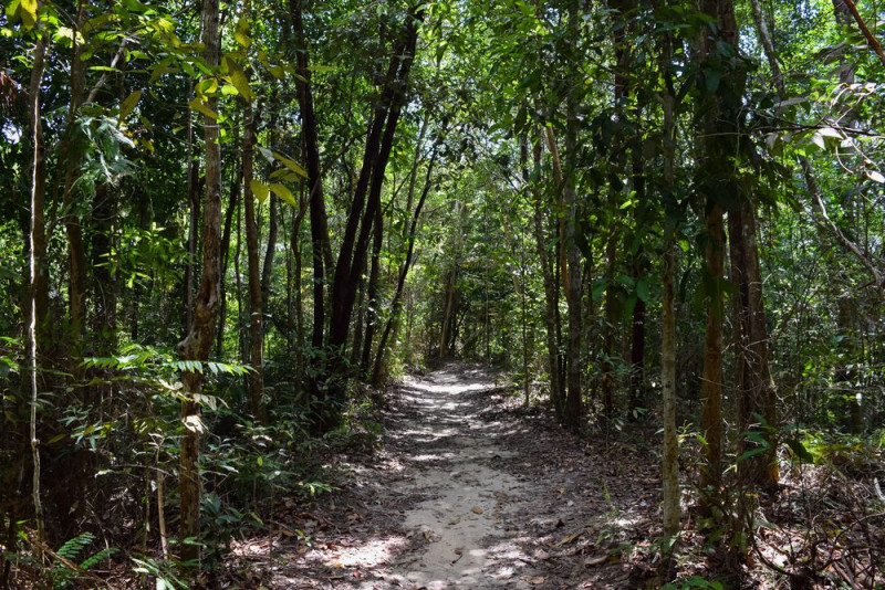 Russian woman, son found in Penang jungle after massive search