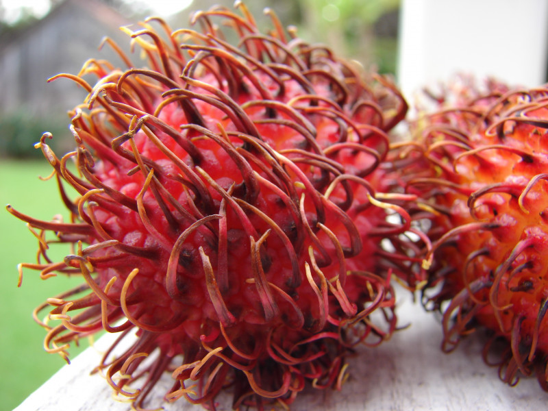 Girl chokes to death on rambutan