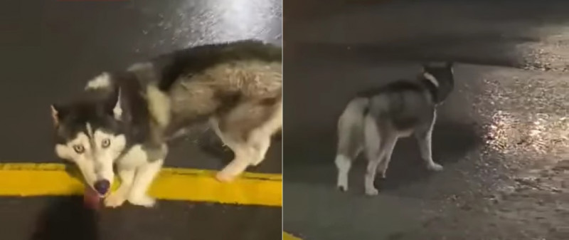 Video of huskies roaming Taiping’s streets go viral amid concern for them