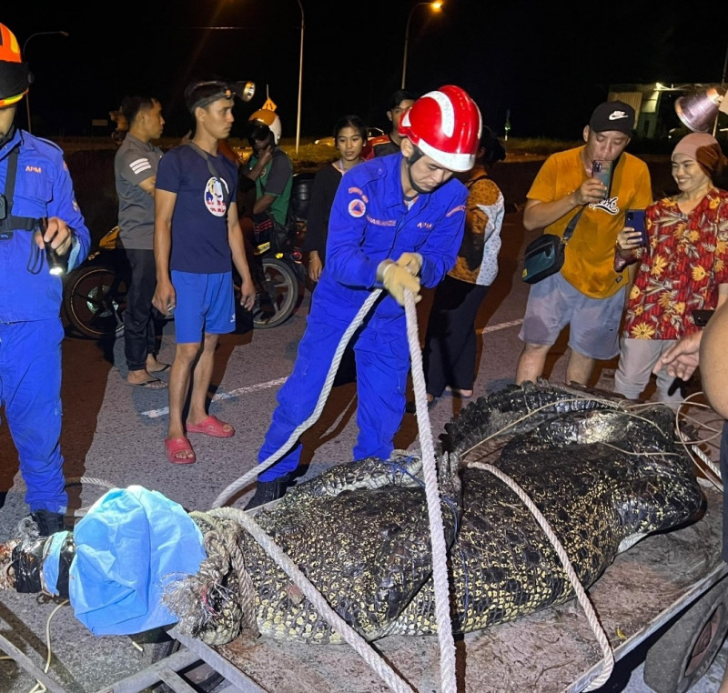 Crocodile weighing 100kg captured in Kampung Muhibbah, Miri 