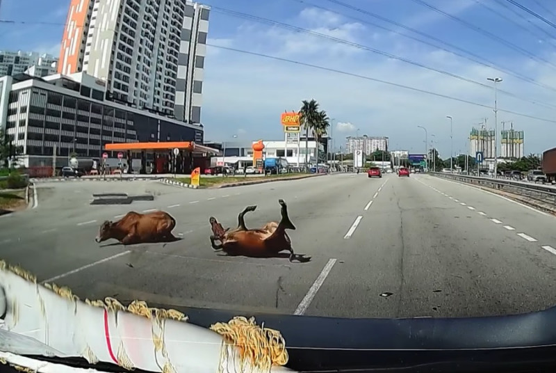 Motorist escapes unhurt after crashing into cows