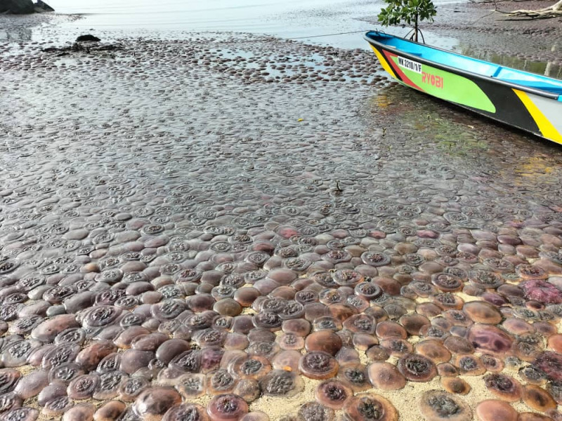 Jellyfish washed ashore at KK beach harmless, says Fisheries Department