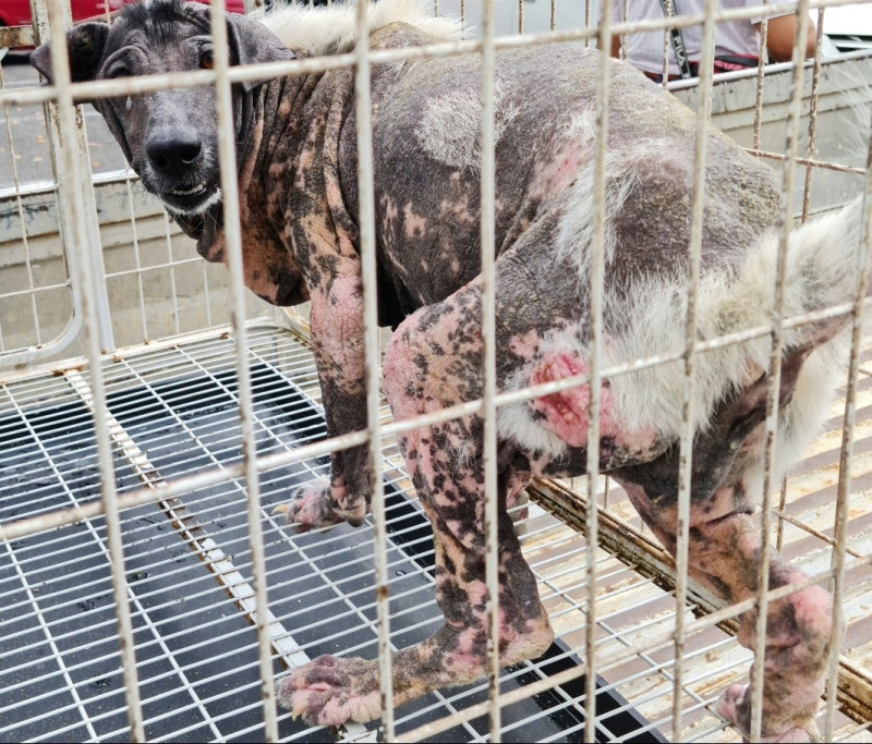 Animal cruelty widespread in Sarawak, say rights groups