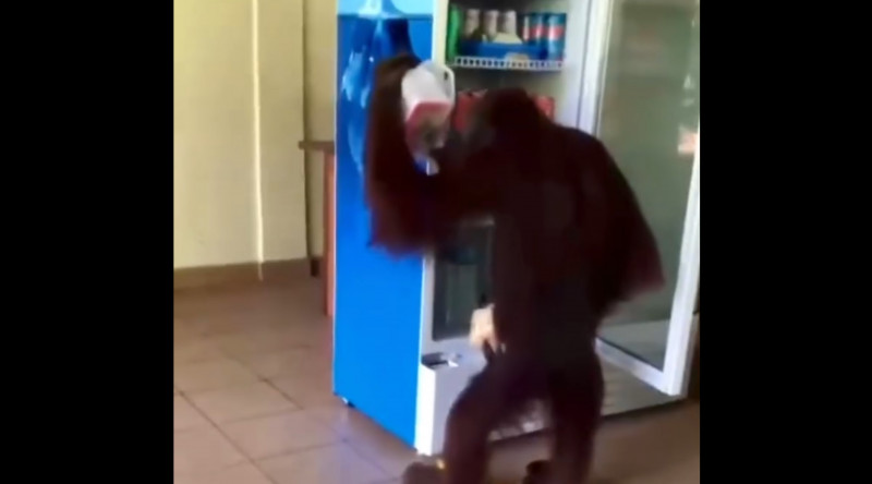 Video shows orangutan raiding cafe fridge for drinks in Sabah