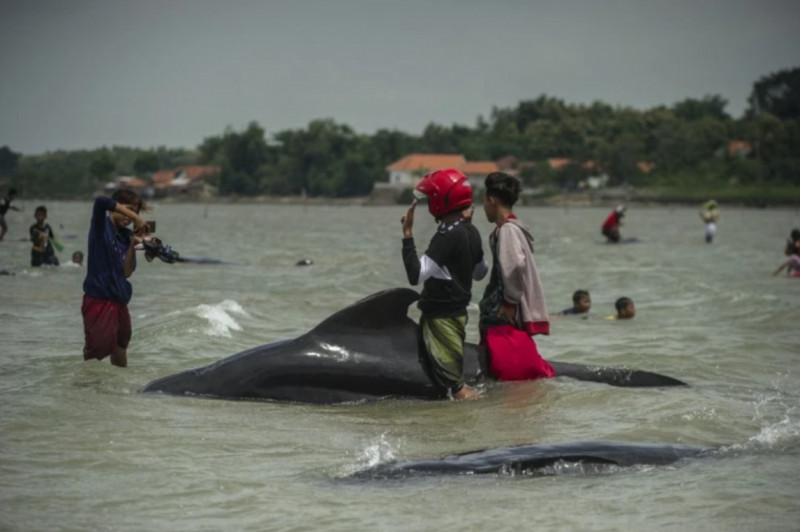46 whales die on Indonesia’s Madura Island