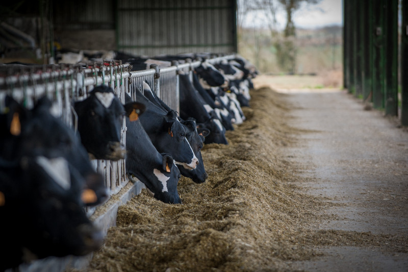 ‘Greenwashing’ allegations plague Europe’s large meat, dairy companies