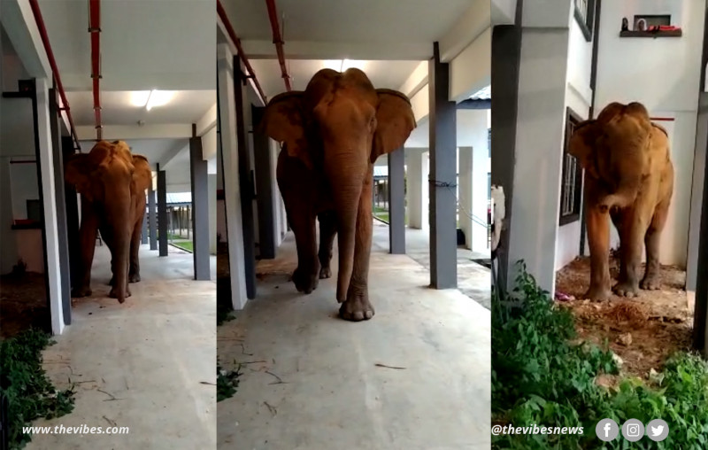 Elephant breaks into Gerik school compound