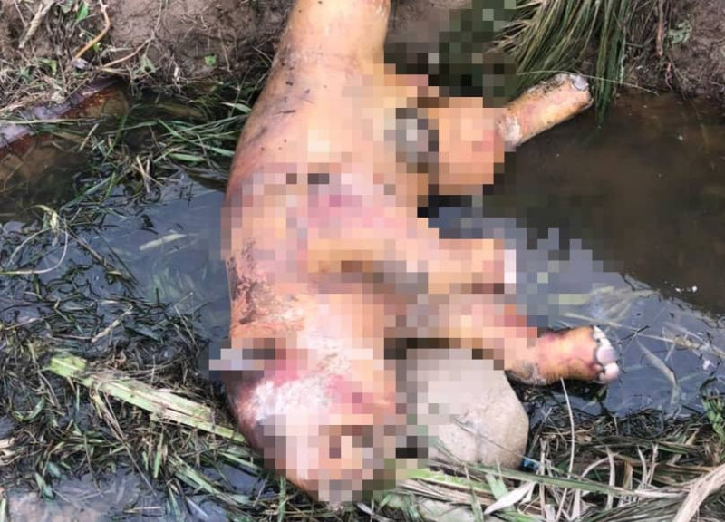 Investigate slaughter of pygmy elephant, says former minister