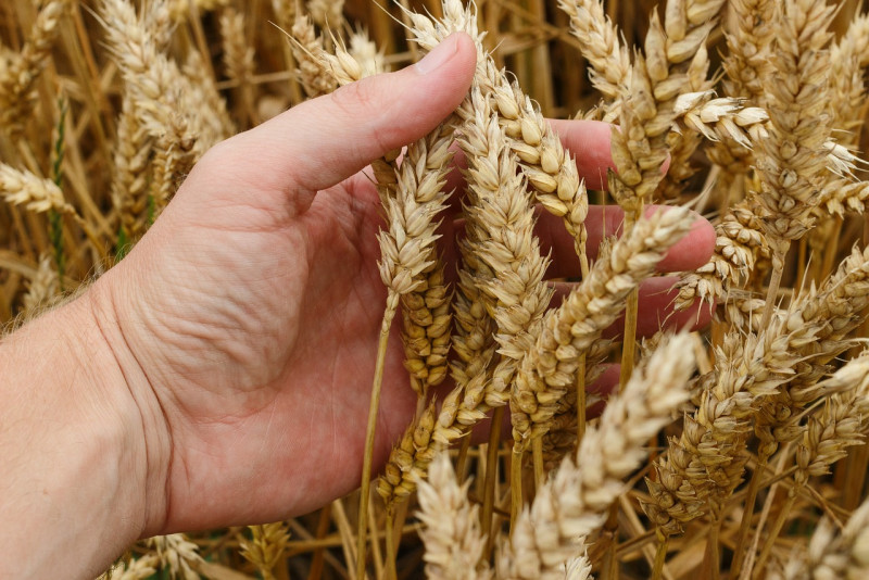 Malaysia mulls option to source wheat from Turkiye
