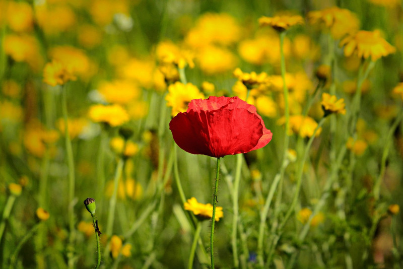 Myanmar opium farming booming after coup: UN