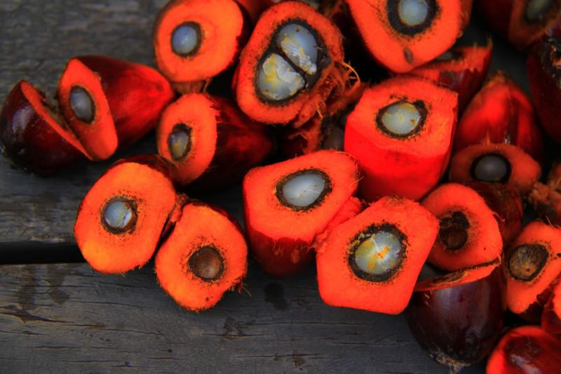 New agriculture tax to remove ‘palm oil advantage’, says India trade group