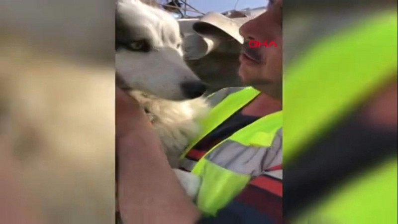 A ruff rescue: dog survives three weeks under Turkiye quake rubble