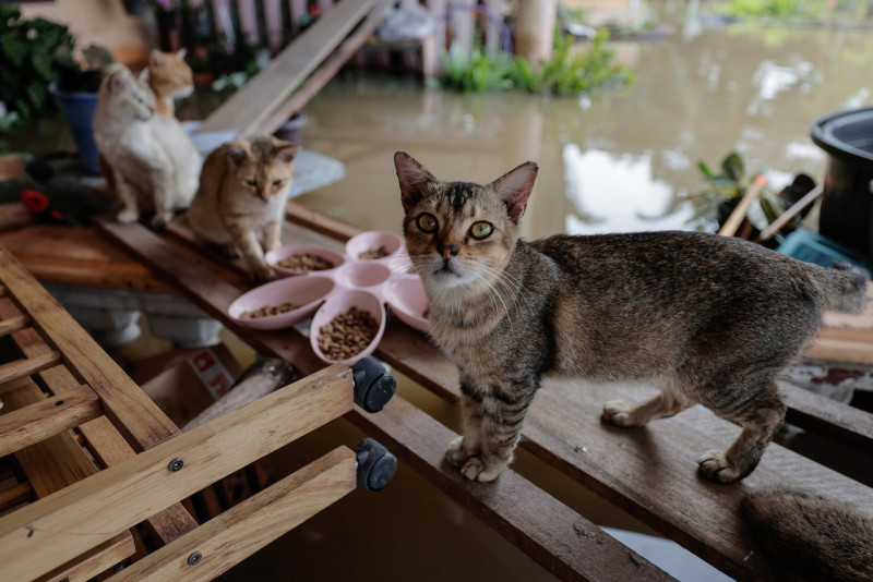 Cheras cat carcass discovery: cops tracking suspects