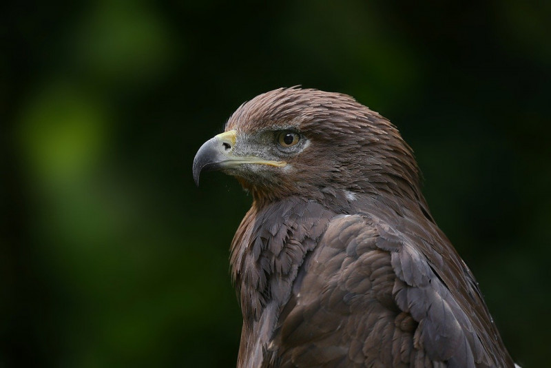 Police find wildlife worth almost RM5 mil in special ops